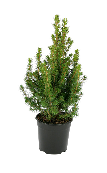 Sukkertop 'Picea Conica'